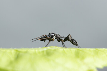 Male Ant Mimicking Spider side view