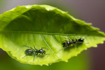 pair of Ant Mimicking Spider