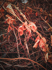Dry vines in autumn