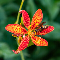 Wasp on Blackberry Lily