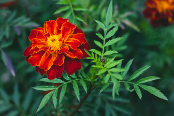 Marigold in autumn, bright red and yellow flower in a bed. Tagetes patula. Floral wallpaper, nature background. Gardening concept.