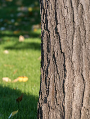 Bark tree close up with a green lawn in the background.