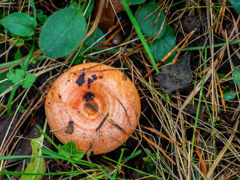 bloody milk cap mushroom (Lactarius sanguifluus) isolated in the forest ground