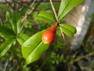 Pomegranate tree flower buds are ready to bloom in the morning photo