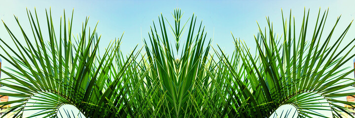 Tropical palm leaves, floral pattern background. Palm leaf banner.