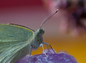 Cabbage White Butterfly (Pieris rapae) on a large Amethyst crystal specimen.Shot against a beautiful golden yellow background.