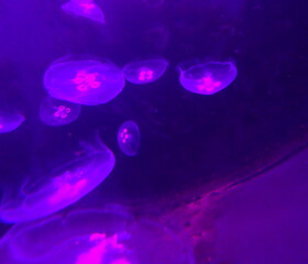 Podświetlone pływające meduzy w akwarium w barwach różowo- fioletowych - obrazy, fototapety, plakaty
