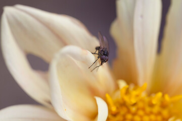 A fly on Yellow Dahlia flowers in the garden.