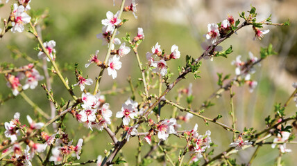An almond flowers in spring
