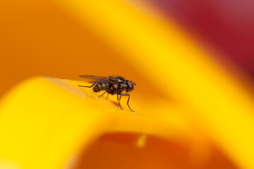 A macro shot of a Fly in the garden against a golden yellow background.Minimalistic with plenty of...