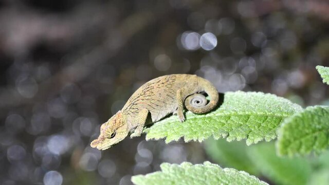 Small Horned Chameleon On Branch at Night, Ranomafana