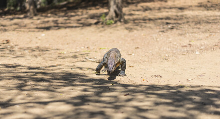 Komodo dragon on the beach on the island of Komodo, Flores, Indonesia. Young varan lizard on the walk. UNESCO National Park