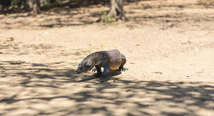 Komodo dragon on the beach on the island of Komodo, Flores, Indonesia. Young varan lizard on the walk. UNESCO National Park
