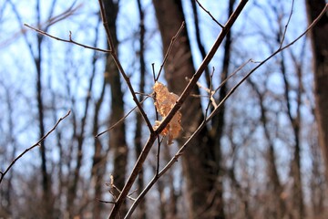 Dry fallen leaves in the autumn forest on a Sunny day