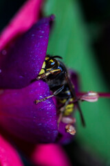 Wasp in a Fuschia flower