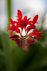 Crocosmia in flower , a glowing fiery red flower.A common name for Crocosmia is Montbretia.
