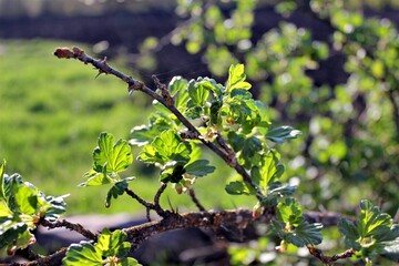 Currant bushes in the garden on a clear Sunny day