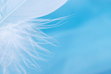 Close-up of a white feather on a blue background.Creative background. Copy space, selective focus...