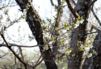 Cherry blossom in the spring garden