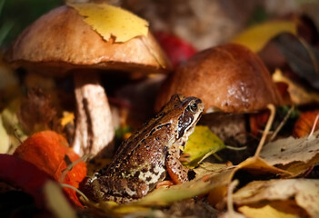 Portrait of the common frog (Rana temporaria) in the autumn forest