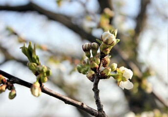Cherry blossom in the spring garden