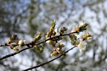 Cherry blossom in the spring garden
