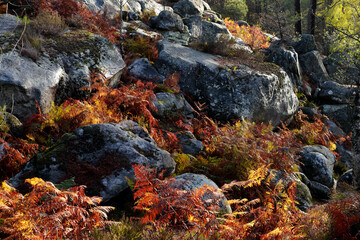 Apremont gorges in autumn season