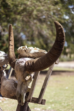 Scull of a buffalo on a wooden fence in the countryside, hunting and danger concept, western landscape