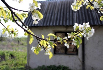 Blooming cherry tree on the background of a country house