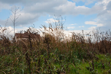 Fototapeta premium Autumn landscape on the outskirts of the city, various herbs, clouds in the sky and the roof of the house. soft focus, selective focus