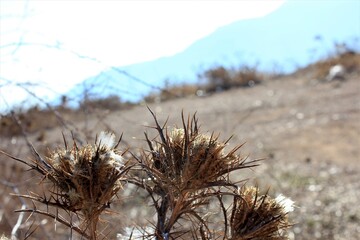 Dry flowers-thorns in a mountainous area on a Sunny day