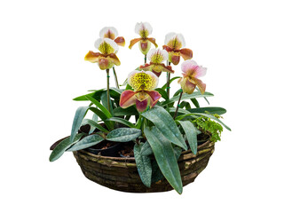 flower plant isolated include clipping path on white background