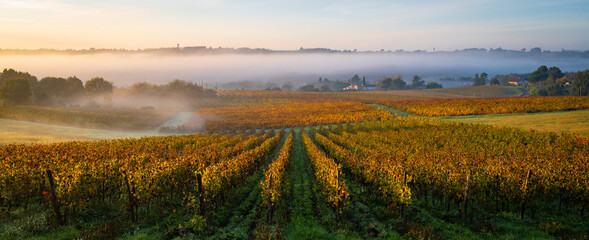 Bordeaux Vineyard at sunrise in autumn, Entre deux mers, Langoiran, Gironde, France