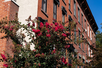 Naklejka premium Row of Beautiful Old Brick Homes with Plants and Flowers in Hamilton Park of Jersey City