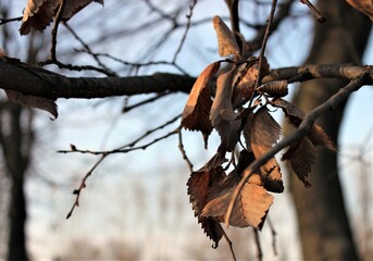 Dry leaves on a tree branch in the autumn forest on a Sunny day