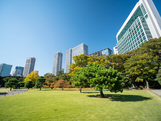 Obraz premium 秋晴れの浜離宮恩賜庭園と汐留のビル