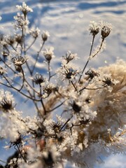 snow covered branches