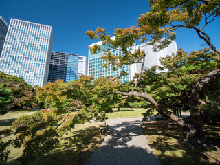 Naklejka premium 秋晴れの青空広がる東京の浜離宮庭園の風景 10月