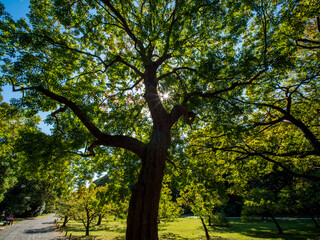 色づき始めた浜離宮恩賜庭園の木々　10月
