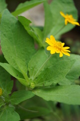 yellow leaves on a green background