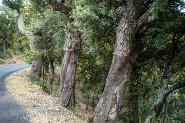 tree in the forest,, Oak cork