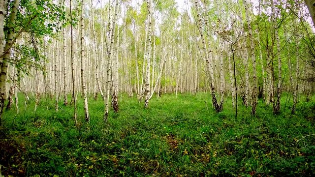 Slow forward movement through a silver birch forest with a grass floor on a bright day
