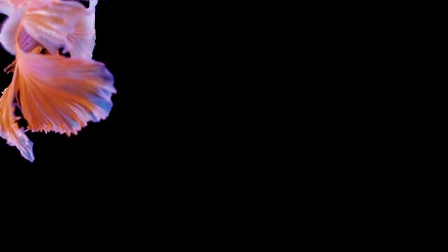 The colorful Siamese Elephant Ear Fighting Fish Betta Splendens, also known as Thai Fighting Fish or betta, is a species in the gourami family which is popular as an aquarium fish in super slow motion