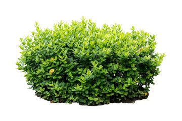  plant bush tree isolated include clipping path on white background