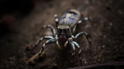 unique and beautiful small insects in the rice fields of Malang area in Indonesia