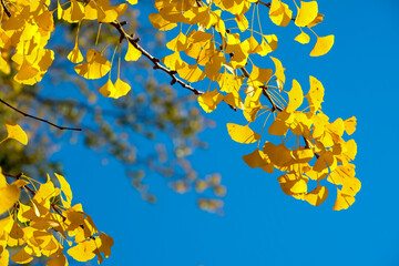 Ginkgo biloba autumn foliage also known as the maidenhair tree in geneva, Switzerland