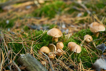 mushroom in the forest