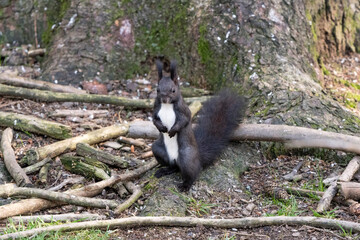 Eichhörnchen