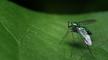 unique and beautiful small insects in the rice fields of Malang area in Indonesia