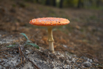 Amanita in the forest close up